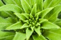 Macro of a young plant in spring Royalty Free Stock Photo