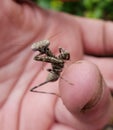 Macro of young praying mantis on human finger Royalty Free Stock Photo