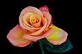 Macro of a young rose, single isolated orange red yellow bloom Royalty Free Stock Photo