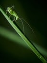 Macro of a young speckled bush-cricket Leptophyes punctatissima