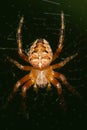 Macro of a young spider of a cross of the genus Araneus hanging