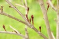 Macro of young tree branch with buds in spring on a green grass background Royalty Free Stock Photo