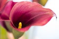 Macro of Zantedeschia of Sort Captain Promise in National Flowers Park