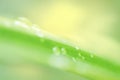 Macro zoom close up shot of rain water drops on green leaf. For organic product , Eco-environment background Royalty Free Stock Photo