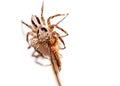 Macroclose-up Spiders captured insects Royalty Free Stock Photo