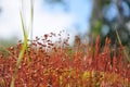 Macrocosm. Moss Kukushkin flax