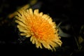 Macroflower outdoors nature flower leafs closeup macro beautiful spring yellow dandelion