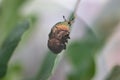 Green rose chafer Royalty Free Stock Photo