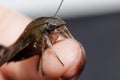 Macroglossum sitiene moth on finger