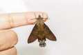 Macroglossum sitiene moth hanging on finger