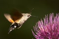 Macroglossum stellatarum