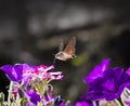 Strange insect, Macroglossum stellatarum feeding on flowers