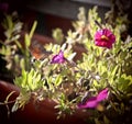 Strange insect, Macroglossum stellatarum feeding on flowers