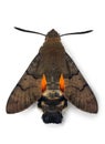 Macroglossum stellatarum hawk-moth