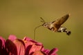 Macroglossum stellatarum Royalty Free Stock Photo