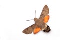 Macroglossum stellatarum, Hummingbird Hawk-moth