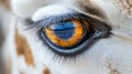 A macrograph of the eye of a giraffe, according to the national geographical style Royalty Free Stock Photo