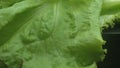 Macrography, lettuce leaves stand out against a black background. Comestible. Royalty Free Stock Photo