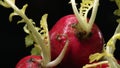 Macrography of radishes steal the spotlight with black background. Comestible. Royalty Free Stock Photo