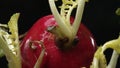 Macrography of radishes steal the spotlight with black background. Comestible. Royalty Free Stock Photo