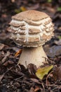 Macrolepiota growing on the forest floor Royalty Free Stock Photo