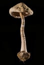 Macrolepiota Mushroom