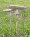 Macrolepiota procera. Royalty Free Stock Photo