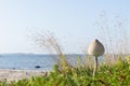 Macrolepiota procera is edible fungus. Parasol mushroom, blue sky and sea, coast in background. Rocky beach in summer.