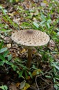 Macrolepiota procera, edible mushroom in the autumn forest. Macrolepiota procera, also named, the parasol mushroom. Mushroming. Royalty Free Stock Photo