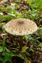 Macrolepiota procera, edible mushroom in the forest. Macrolepiota procera, also named, the parasol mushroom. Very tasty and health Royalty Free Stock Photo