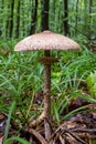 Macrolepiota procera, edible mushroom in the forest. Macrolepiota procera, also named, the parasol mushroom. Very tasty Royalty Free Stock Photo