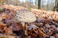 Macrolepiota procera, edible mushroom in the forest. Macrolepiota procera, also named, the parasol mushroom. Very tasty and health Royalty Free Stock Photo