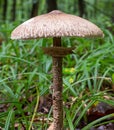 Macrolepiota procera, edible mushroom in the forest. Macrolepiota procera, also named, the parasol mushroom. Very tasty Royalty Free Stock Photo