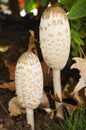 Macrolepiota Procera Mushroom Royalty Free Stock Photo