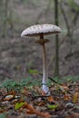 Macrolepiota procera mushroom Royalty Free Stock Photo