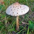 Macrolepiota procera mushroom Royalty Free Stock Photo