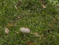 Macrolepiota procera mushroom on green meadow in autumn day Royalty Free Stock Photo