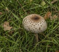 Macrolepiota procera mushroom on green meadow in autumn day Royalty Free Stock Photo