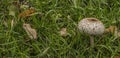 Macrolepiota procera mushroom on green meadow in autumn day Royalty Free Stock Photo