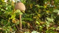 Macrolepiota procera mushroom in the green Royalty Free Stock Photo