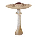 Macrolepiota procera mushroom, parasol mushroom Royalty Free Stock Photo