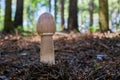 Macrolepiota procera in the natural environment.