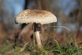 Macrolepiota procera or Parasol mushroom Royalty Free Stock Photo