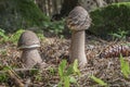 Macrolepiota procera Royalty Free Stock Photo