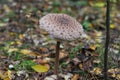 Macrolepiota procera. The parasol mushroom, basidiomycete fungus. Royalty Free Stock Photo