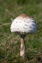 Macrolepiota procera, the parasol mushroom, is a basidiomycete fungus with a large, prominent fruiting body resembling a parasol. Royalty Free Stock Photo