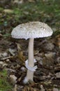 Macrolepiota procera, the parasol mushroom, is a basidiomycete fungus with a large, prominent fruiting body resembling a parasol. Royalty Free Stock Photo