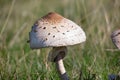 Macrolepiota procera, the parasol mushroom, is a basidiomycete fungus with a large, prominent fruiting body resembling a parasol. Royalty Free Stock Photo