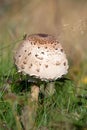 Macrolepiota procera, the parasol mushroom, is a basidiomycete fungus with a large, prominent fruiting body resembling a parasol. Royalty Free Stock Photo