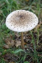 Macrolepiota procera, parasol mushroom Royalty Free Stock Photo